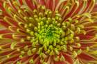 USA-Washington State-Seabeck Close-up of chrysanthemum blossom Art Print